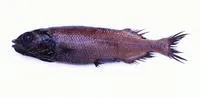 Bigeye smooth-head (Bajacalifornia megalops)