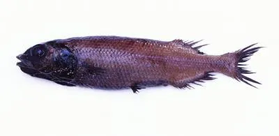 Bigeye smooth-head (Bajacalifornia megalops)