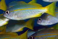 Bigeye snapper (Lutjanus lutjanus)