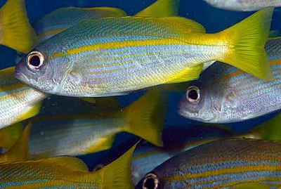 Bigeye snapper (Lutjanus lutjanus)