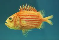 Bigeye soldierfish (Ostichthys trachypoma)