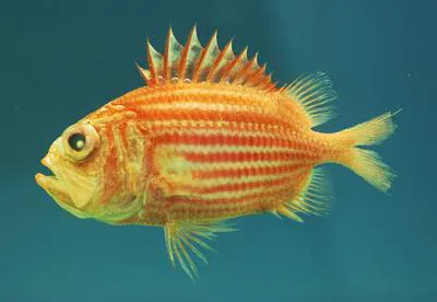 Bigeye soldierfish (Ostichthys trachypoma)