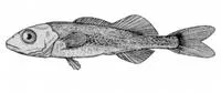 Bigeye squaretail (Tetragonurus atlanticus)