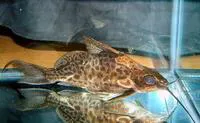 Bigeye squeaker (Synodontis alberti)