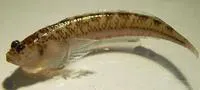 Bigeye stargazer (Dactyloscopus crossotus)