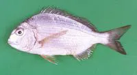 Bigeye stumpnose (Rhabdosargus thorpei)