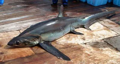 Bigeye thresher (Alopias superciliosus)