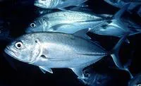 Bigeye trevally (Caranx sexfasciatus)