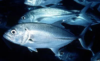 Bigeye trevally (Caranx sexfasciatus)