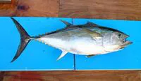 Bigeye tuna (Thunnus obesus)