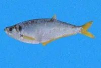 Bigeyed longfin herring (Opisthopterus macrops)