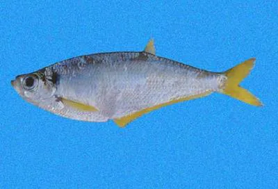 Bigeyed longfin herring (Opisthopterus macrops)