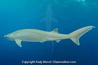 Bigeyed sixgill shark (Hexanchus nakamurai)