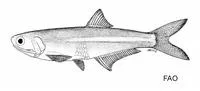 Bigfin anchovy (Anchoa pectoralis)