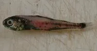 Bigfin lanternfish (Symbolophorus californiensis)