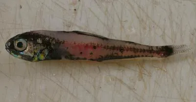 Bigfin lanternfish (Symbolophorus californiensis)