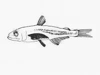 Bigfin pearleye (Scopelarchus michaelsarsi)