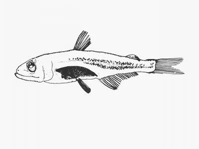Bigfin pearleye (Scopelarchus michaelsarsi)