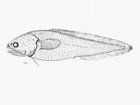 Bighead brotula (Grammonus opisthodon)