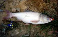Bighead carp (Hypophthalmichthys nobilis)