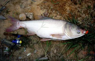 Bighead carp (Hypophthalmichthys nobilis)