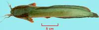 Bighead catfish (Clarias macrocephalus)