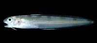 Bighead cusk eel (Otophidium indefatigabile)
