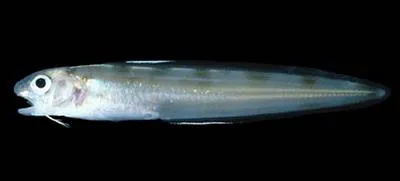 Bighead cusk eel (Otophidium indefatigabile)