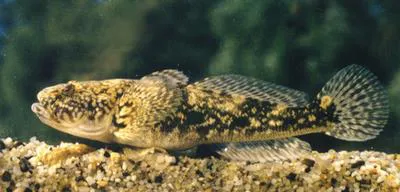 Bighead goby (Ponticola kessleri)