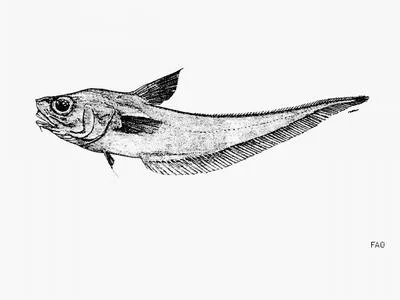 Bighead grenadier (Coryphaenoides capito)