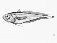 Bighead mora (Laemonema verecundum)