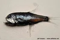 Bighead portholefish (Margrethia obtusirostra)