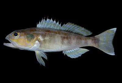 Bighead sand perch (Diplectrum euryplectrum)