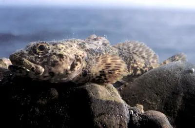 Bighead sculpin (Batrachocottus baicalensis)