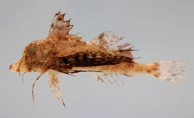 Bighead searobin (Prionotus tribulus)