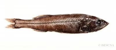 Bighead searsid (Holtbyrnia anomala)