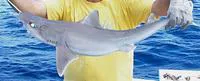Bighead spurdog (Squalus bucephalus)