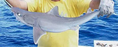 Bighead spurdog (Squalus bucephalus)