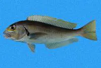 Bighead tilefish (Caulolatilus affinis)