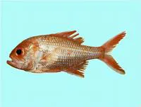 Bight redfish (Centroberyx gerrardi)