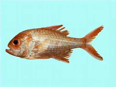 Bight redfish (Centroberyx gerrardi)