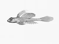 Bight stinkfish (Foetorepus phasis)