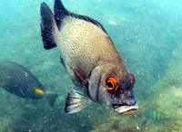 Biglip grunt (Plectorhinchus macrolepis)