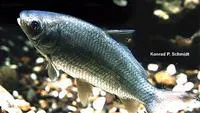 Bigmouth buffalo (Ictiobus cyprinellus)