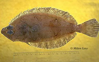 Bigmouth flounder (Hippoglossina stomata)