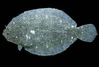 Bigmouth sanddab (Citharichthys gilberti)