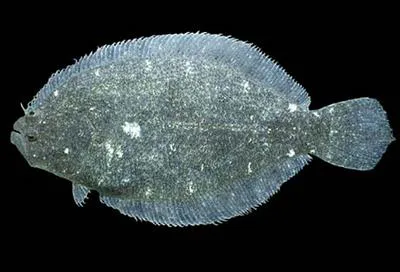 Bigmouth sanddab (Citharichthys gilberti)