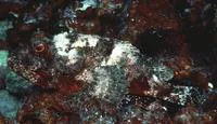 Bigmouth scorpionfish (Scorpaenopsis brevifrons)