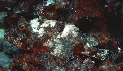 Bigmouth scorpionfish (Scorpaenopsis brevifrons)