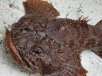 Bigmouth sculpin (Hemitripterus bolini)